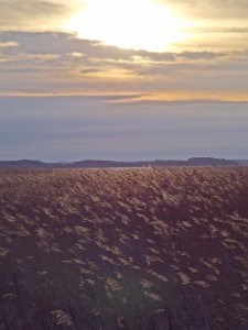 Schilf Sonnenaufgang 1